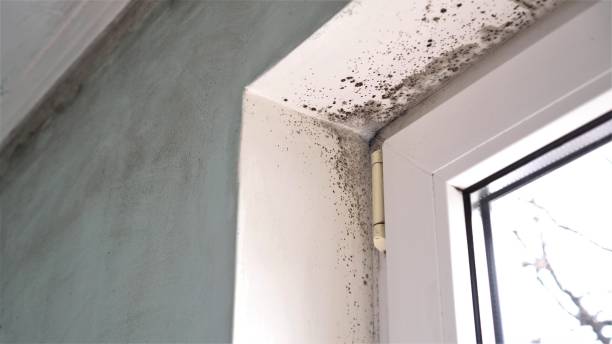 Mold Odor Removal Services in Monticello, GA
