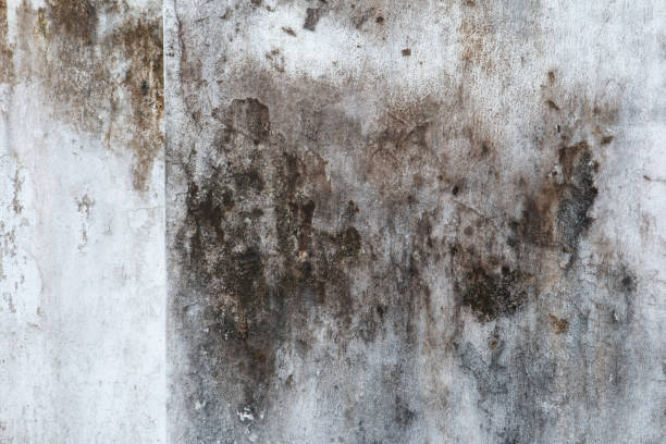 Best Mold Remediation for Vacation Homes  in Monticello, GA