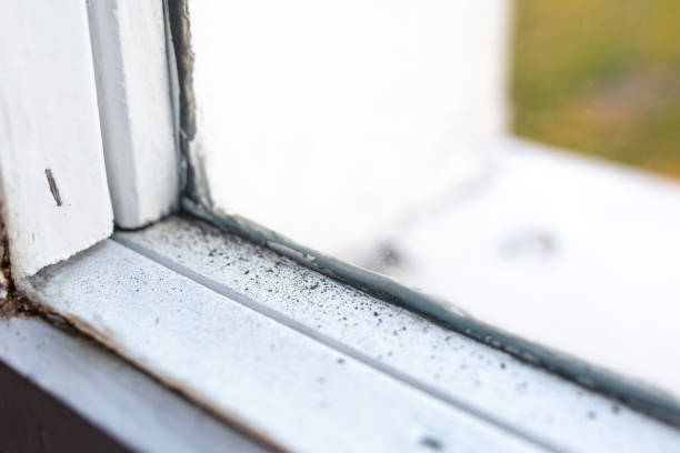 Best Mold-Related Health Consultation  in Monticello, GA