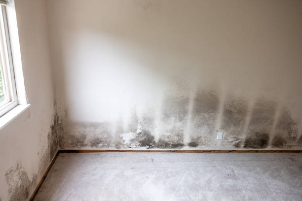 Best HVAC Mold Inspection and Cleaning  in Monticello, GA