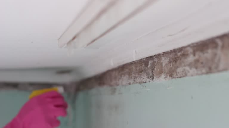 Best Mold Removal for HVAC Installations  in Monticello, GA